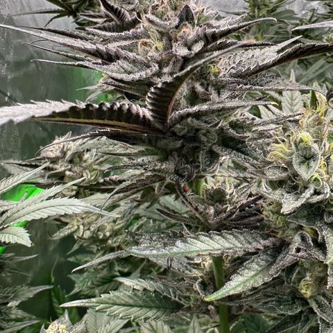 MiscxLAZ #22 C 42.33g growlog timeline photo