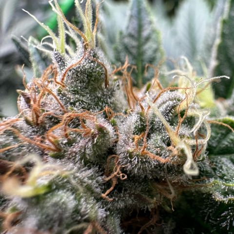 Fuel D.OG #1 Female 47.36g growlog timeline photo