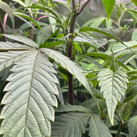MiscxLAZ #26 C #2 growlog timeline photo