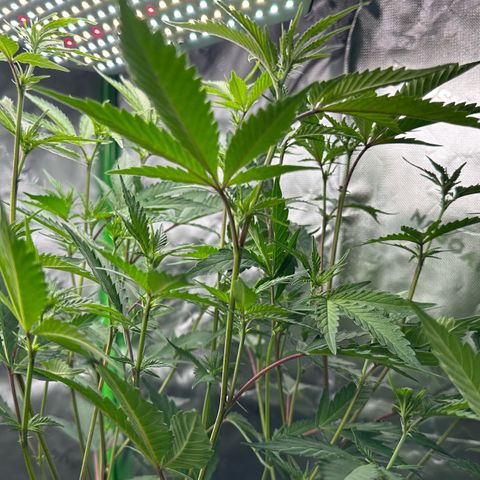 CxLAZ #15 C #1 growlog timeline photo