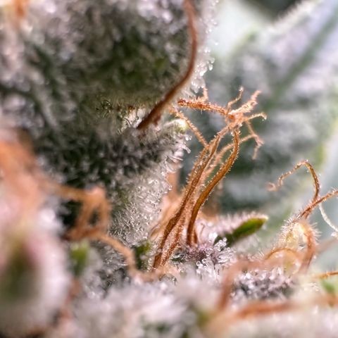 Fuel D.OG #1 Female 47.36g growlog timeline photo