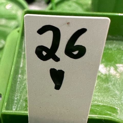 MiscxLAZ #26 C #1 47.15g growlog photo: Roots causing water to absorb slowly 