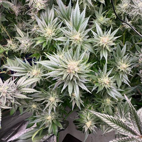 Fuel D.OG #1 Female 47.36g growlog timeline photo