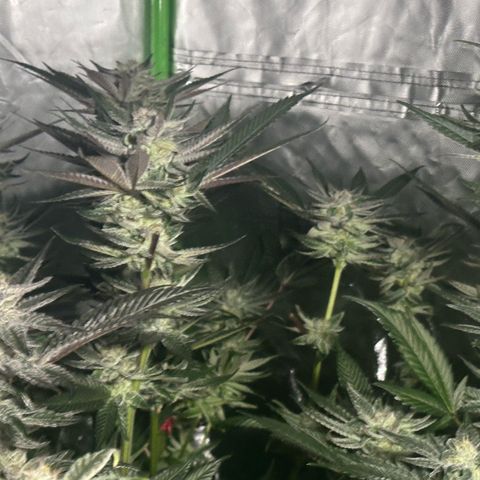 Fuel D.OG #1 Female 47.36g growlog timeline photo