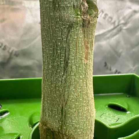 CxLAZ #15 C #1 growlog timeline photo