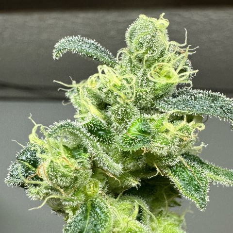 MiscxLAZ #08 C #1 growlog photo: Broke bud off plant
