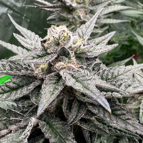 MiscxLAZ #22 C 42.33g growlog timeline photo
