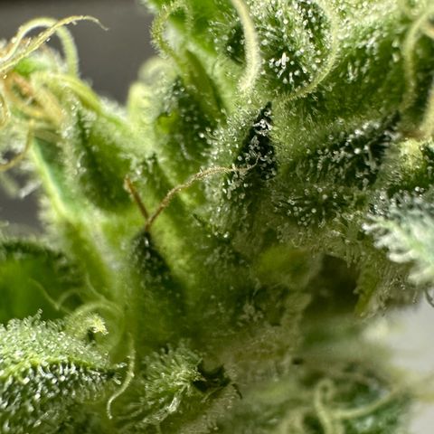 MiscxLAZ #08 C #1 growlog photo: Broke bud off plant