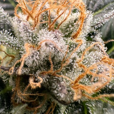 Fuel D.OG #2 Female 49.44g M growlog timeline photo