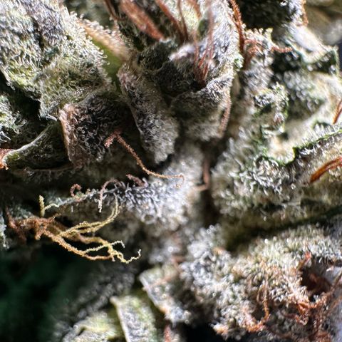 Misc x (LA Kush x Zkittles) #23 28.19g growlog timeline photo