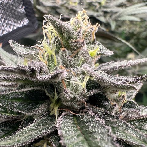 CxLAZ #03 C #1 58.58g growlog timeline photo