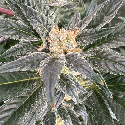 Fuel D.OG #2 Female 49.44g M growlog timeline photo