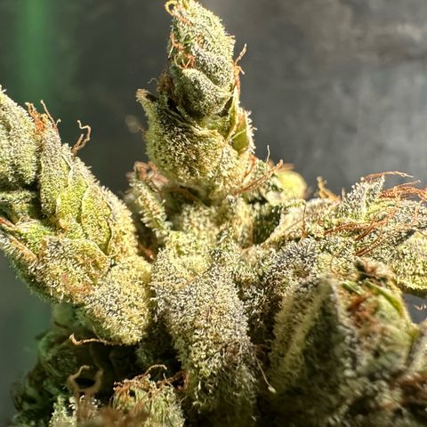 Misc x (LA Kush x Zkittles) #23 28.19g growlog photo: Fox tail