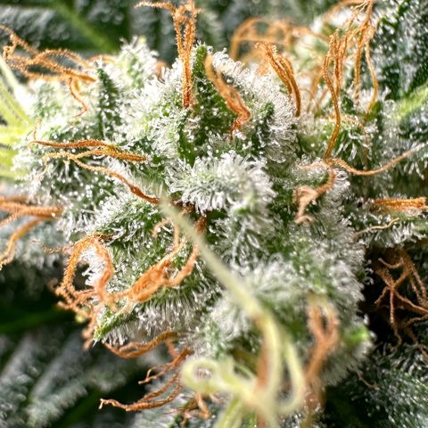 Fuel D.OG #1 Female 47.36g growlog timeline photo