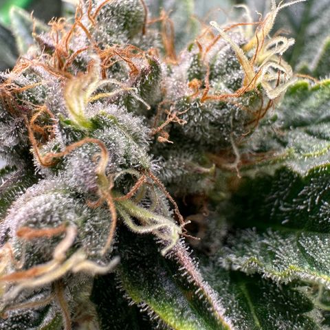 Fuel D.OG #1 Female 47.36g growlog timeline photo