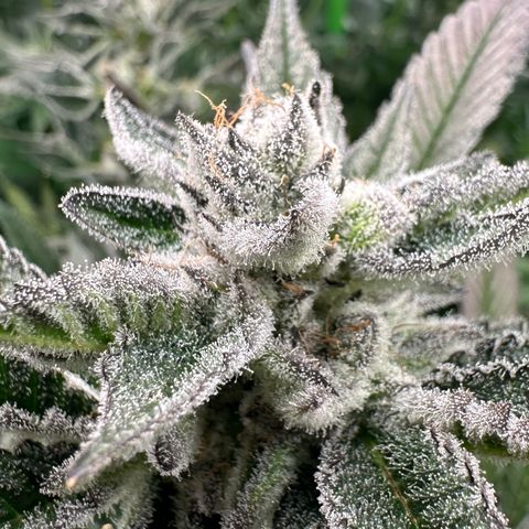 MiscxLAZ #29 C growlog timeline photo