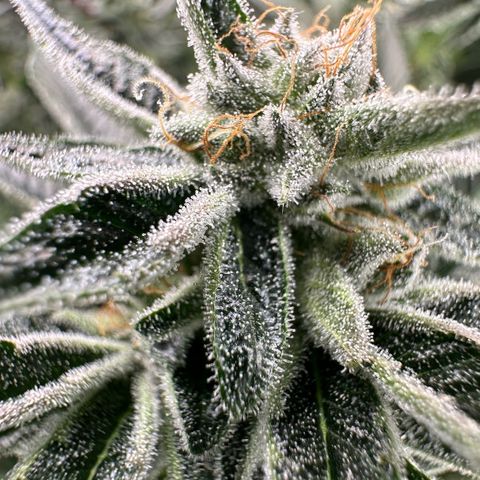 MiscxLAZ #26 C #1 47.15g growlog timeline photo