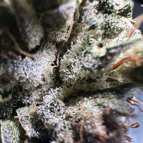 Misc x (LA Kush x Zkittles) #23 28.19g growlog timeline photo