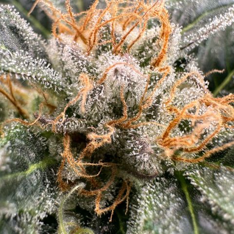 Fuel D.OG #2 Female 49.44g M growlog timeline photo