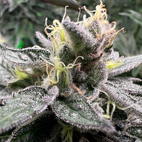 CxLAZ #03 C #1 58.58g growlog timeline photo