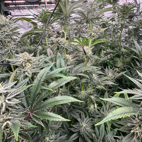 MiscxLAZ #26 C #1 47.15g growlog timeline photo