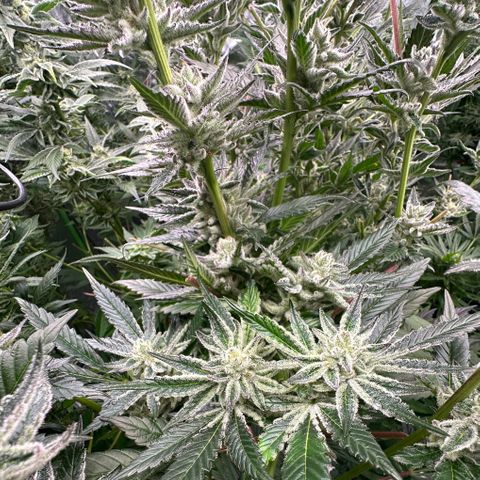 MiscxLAZ #29 C growlog timeline photo