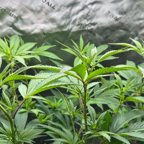 MiscxLAZ #26 C #2 growlog timeline photo