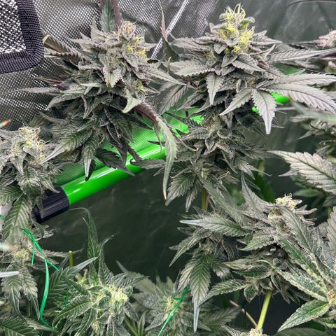 CxLAZ #03 C #1 58.58g growlog timeline photo