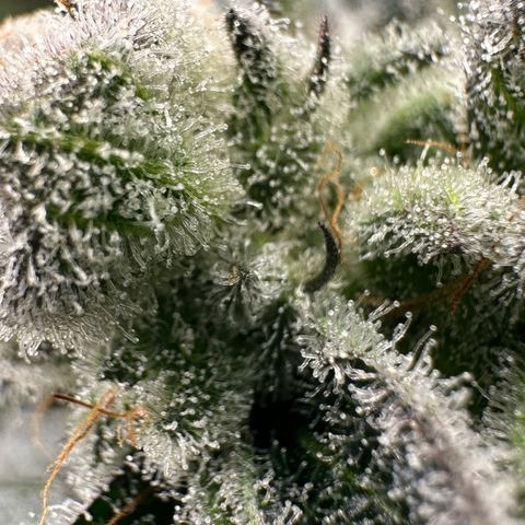 MiscxLAZ #29 C growlog timeline photo
