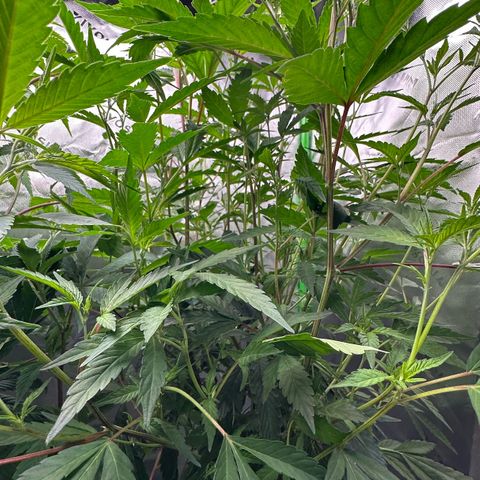 CxLAZ #15 C #1 growlog timeline photo