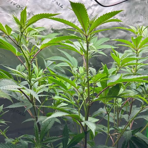 MiscxLAZ #26 C #2 growlog timeline photo