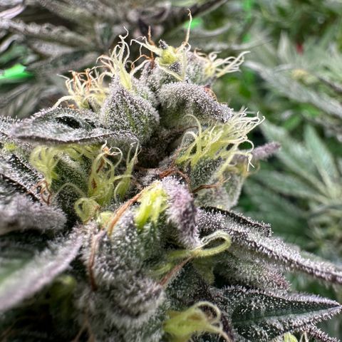 CxLAZ #03 C #1 58.58g growlog timeline photo