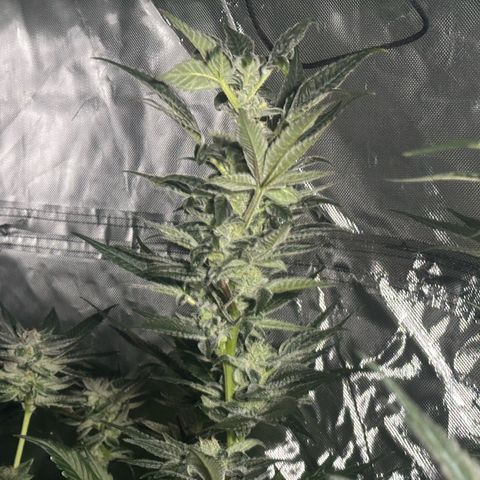 Fuel D.OG #1 Female 47.36g growlog timeline photo