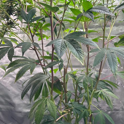 MiscxLAZ #26 C #2 growlog timeline photo