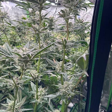 MiscxLAZ #29 C growlog timeline photo