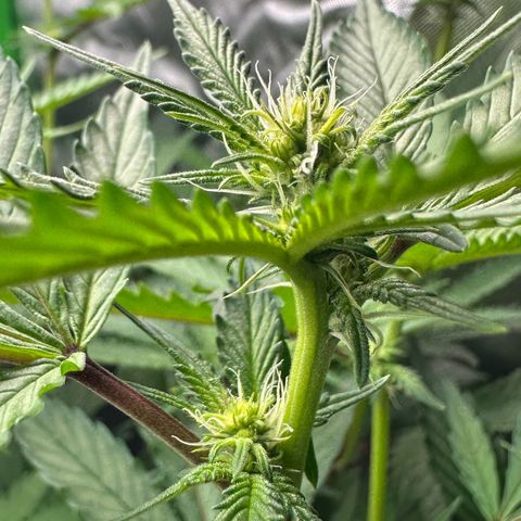 CxLAZ #15 C #1 growlog timeline photo