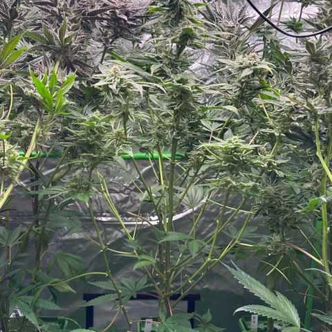CxLAZ #20 C1 25g growlog timeline photo