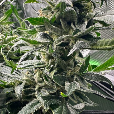 MiscxLAZ #08 C #1 growlog timeline photo