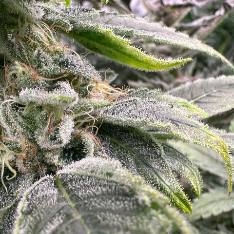 CxLAZ #20 C1 25g growlog timeline photo