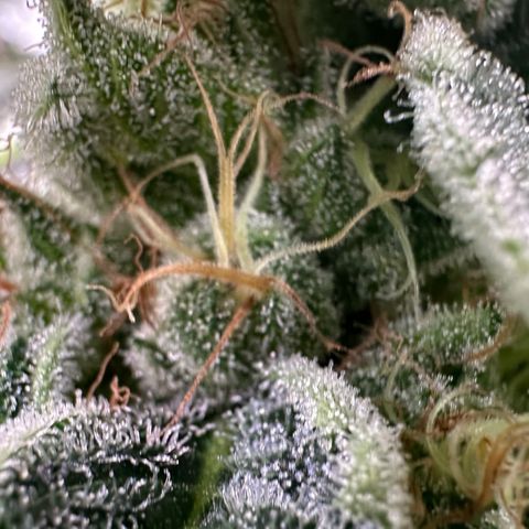 CxLAZ #20 C1 25g growlog timeline photo