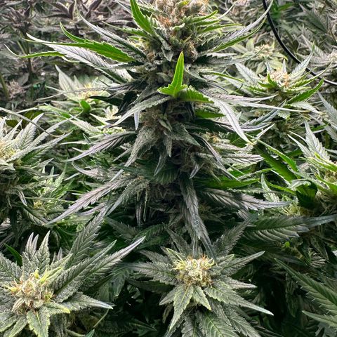 Fuel D.OG #1 Female 47.36g growlog timeline photo
