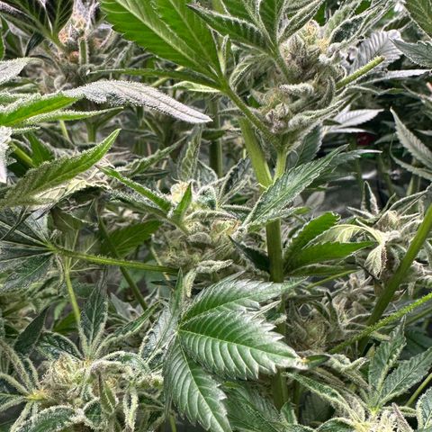 MiscxLAZ #37 C growlog timeline photo