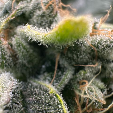 CxLAZ #20 C1 25g growlog timeline photo
