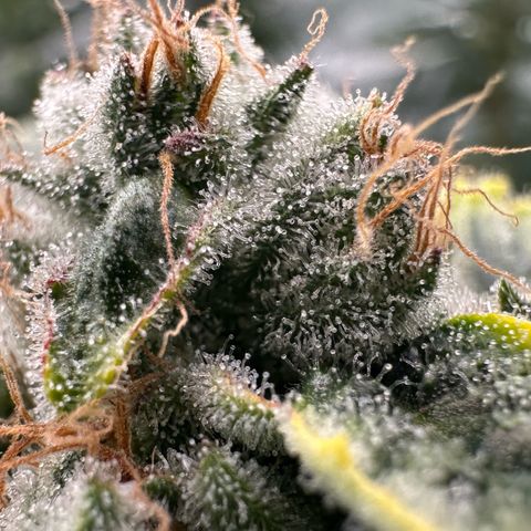 CxLAZ #20 C1 25g growlog timeline photo