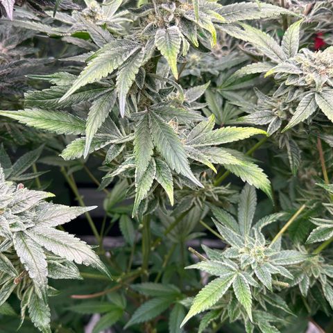 CxLAZ #20 C1 25g growlog timeline photo