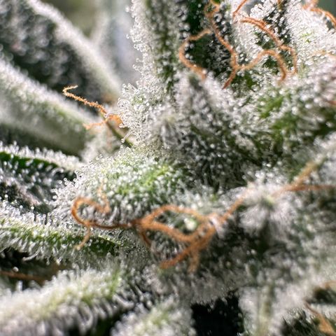 MiscxLAZ #26 C #1 47.15g growlog timeline photo
