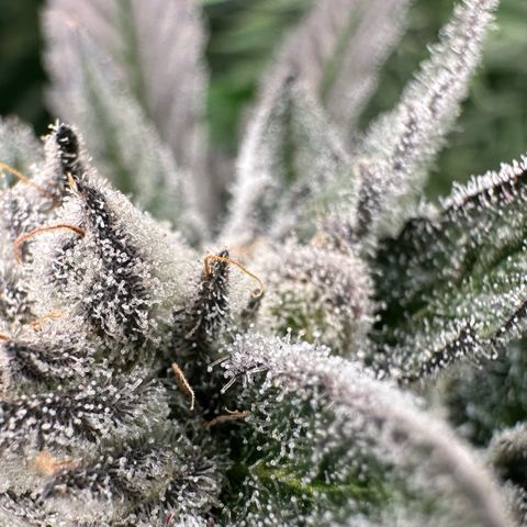 MiscxLAZ #29 C growlog timeline photo
