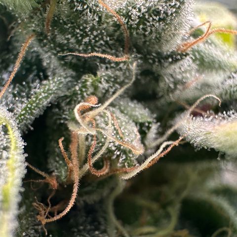 CxLAZ #20 C1 25g growlog timeline photo