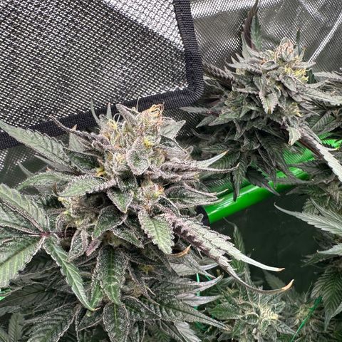 CxLAZ #03 C #1 58.58g growlog timeline photo
