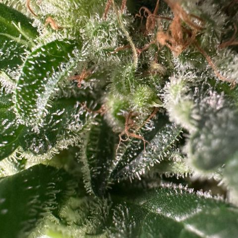 Fuel D.OG #1 Female 47.36g growlog timeline photo